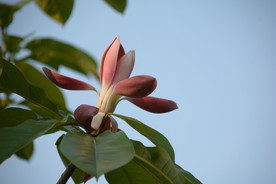 木莲