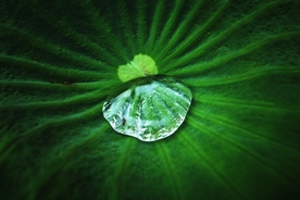 荷叶上的水珠
