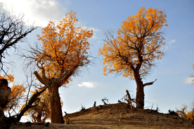 胡杨树胡杨林图片