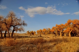 胡杨树胡杨林图片
