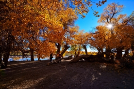 胡杨树胡杨林图片