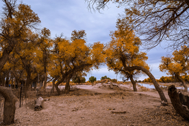 胡杨树胡杨林图片