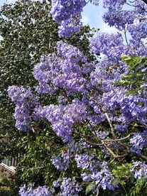蓝花楹