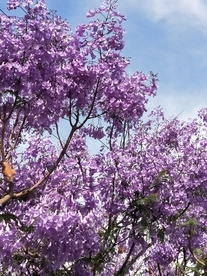 蓝花楹