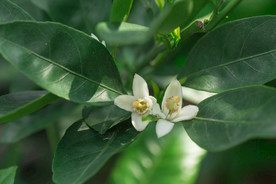 橘子花