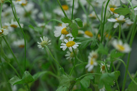 洋甘菊