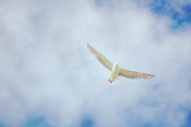 展翅飞翔的鸽子