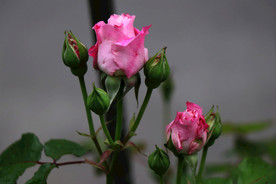 月季  月季花    美丽的花