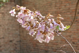 泡桐花