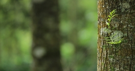 一棵树唯美意境图片