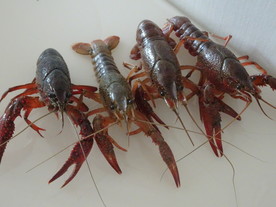 小龙虾