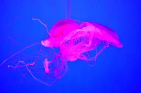水母