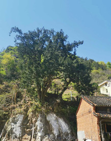 香榧树