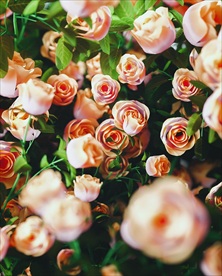 C4D特效设计图案玫瑰花