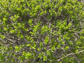 水蜡树