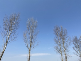 杨树