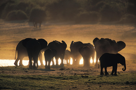 大象剪影轮廓图片