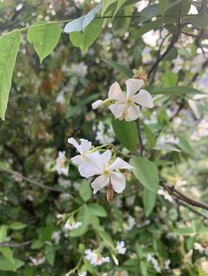 络花