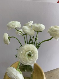 花毛莨