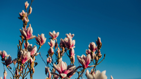 玉兰花美丽图片