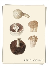 5款入蘑菇 植物图鉴