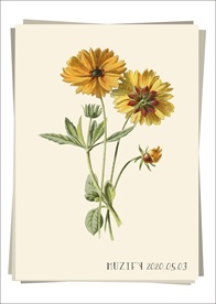 波斯菊 植物图鉴