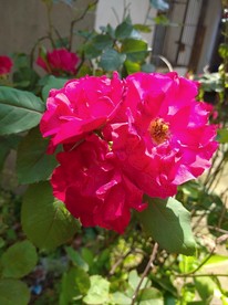 玫瑰花开
