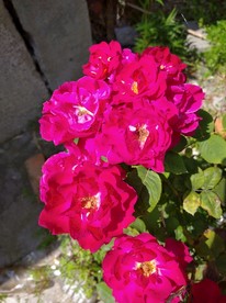 玫瑰花开