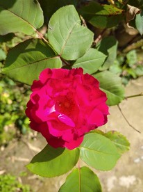 玫瑰花开