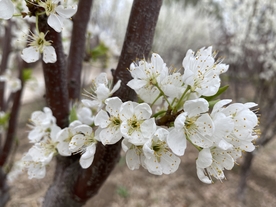 李子花