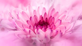 菊花清新图片