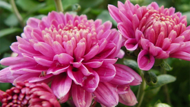 菊花清新图片