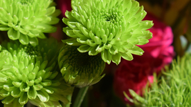 菊花清新图片