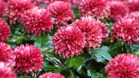 菊花清新图片