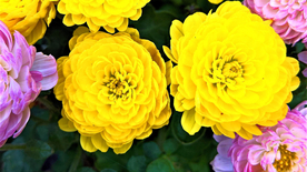 菊花清新图片