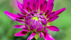 菊花清新图片