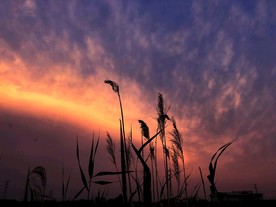 芦苇的黄昏