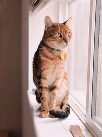 望着窗外的宠物猫