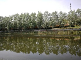 小清河 柳树