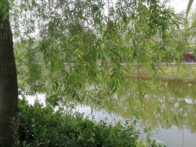 风景 照片 风光 自然 绿色