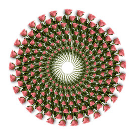 玫瑰花