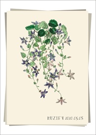 风铃草 植物图鉴