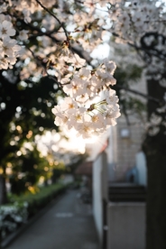 白梨花