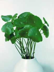 铜钱草