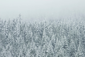 被雪覆盖的树木