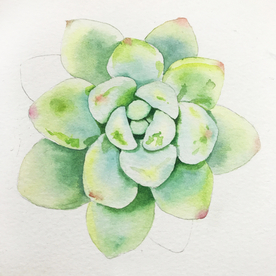 水彩彩铅绘画植物花朵