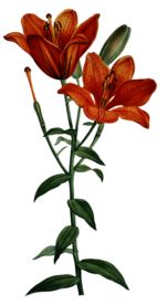 复古鲜花植物装饰图案