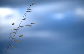 野生