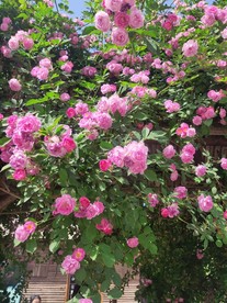 蔷薇