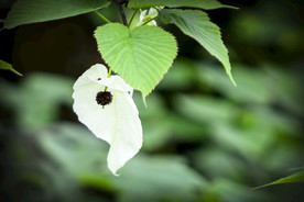 鸽子花